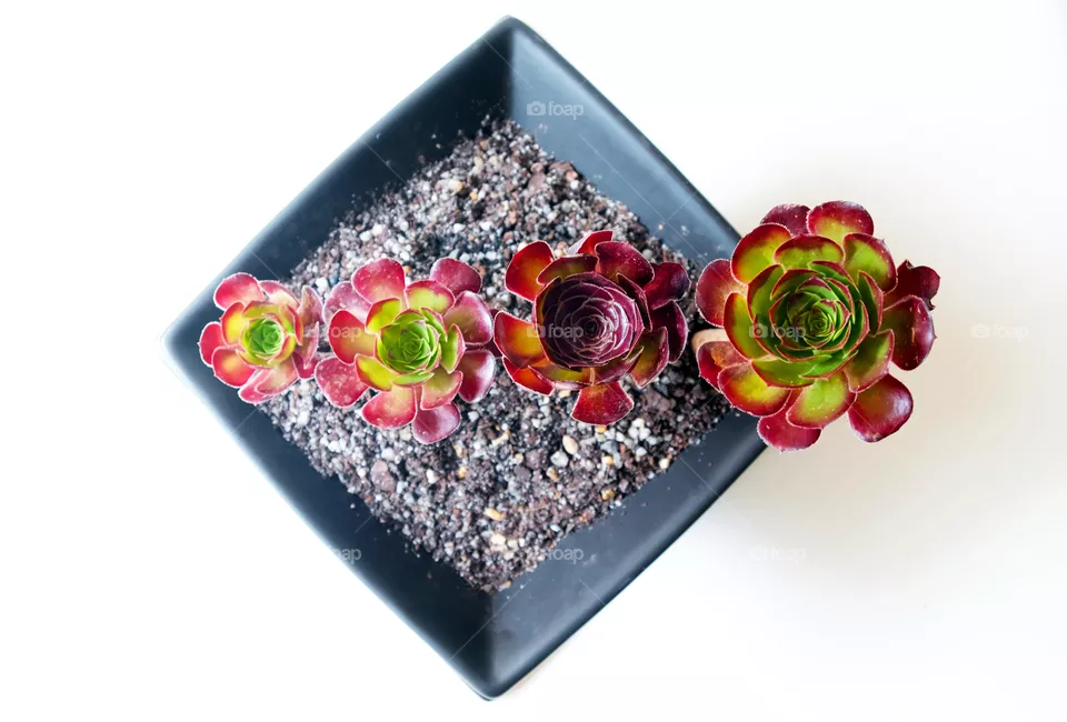 Cactus in pot