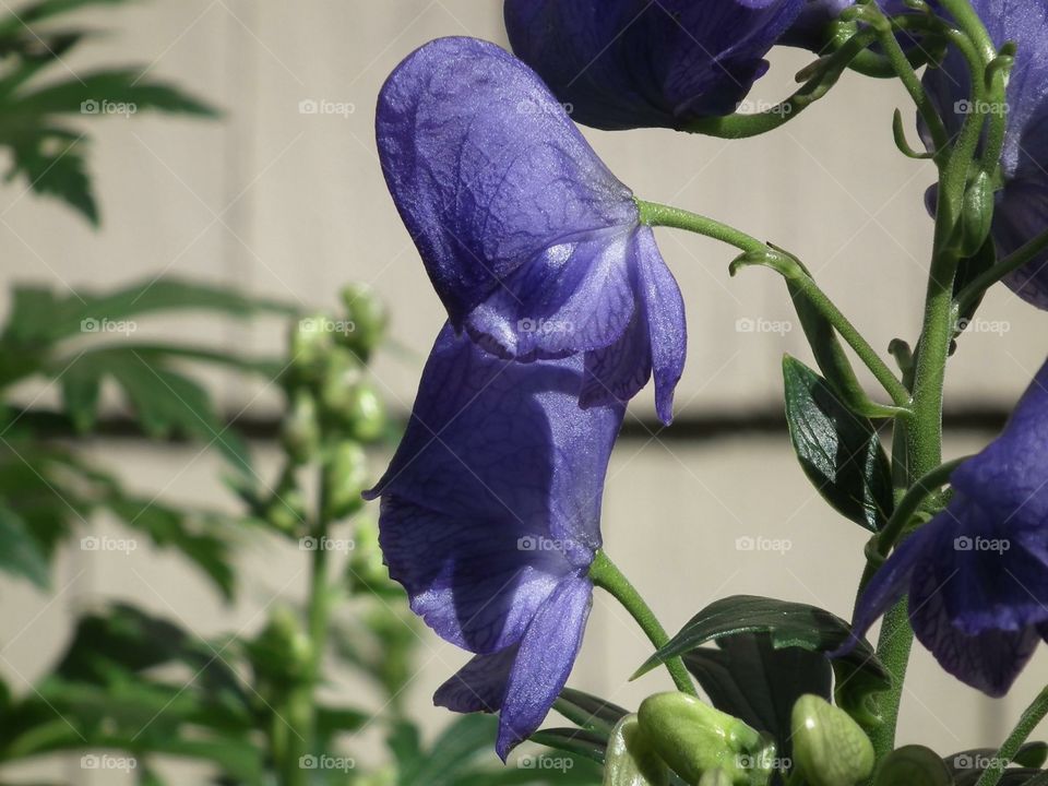 Monkshood