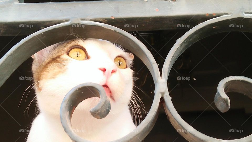 Beautiful cat looking out the window.