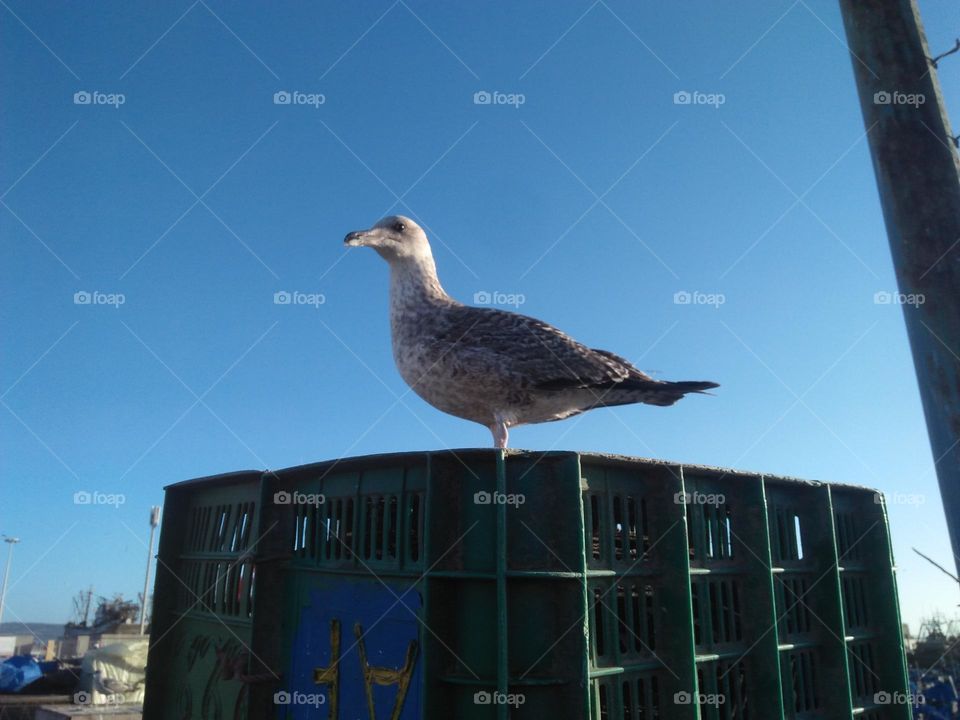 Beautiful seagull looking at my camera.