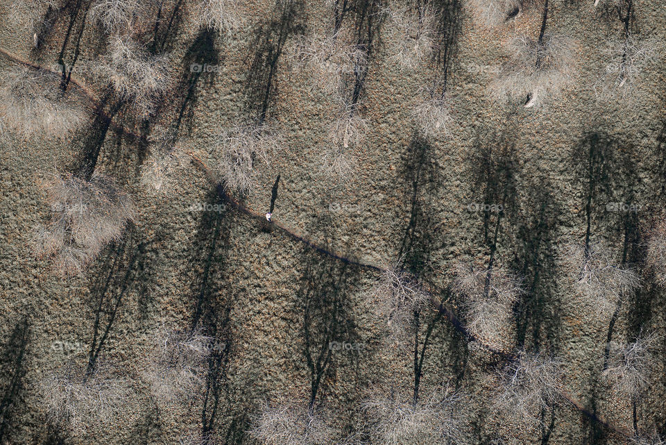 Human silhouette on a trail in the apple orchard in autum, top view