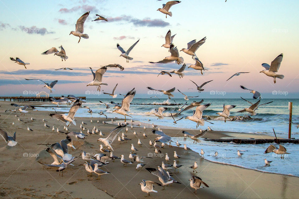 Gulls on the beach