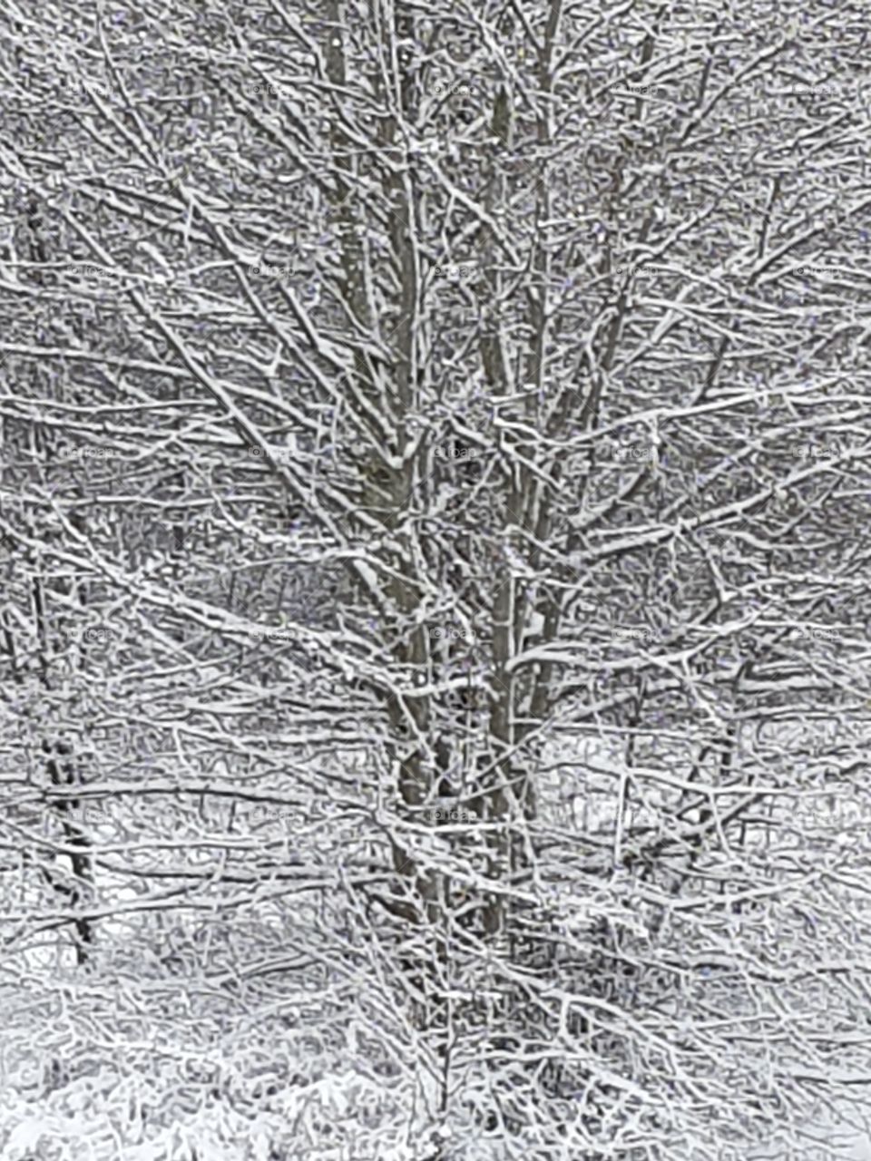 snow on  branches