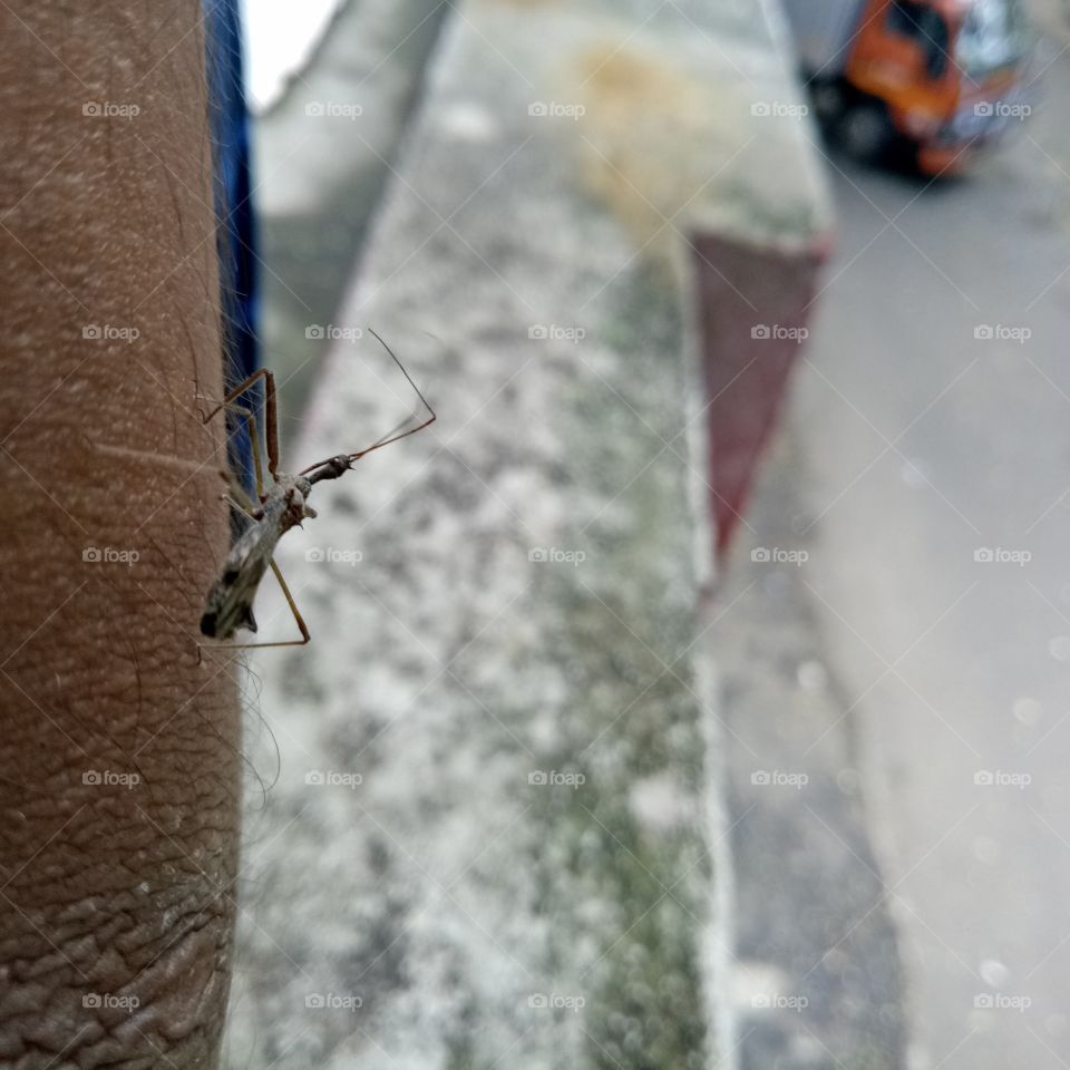 mosquito or any insect  its seating on hand to bite