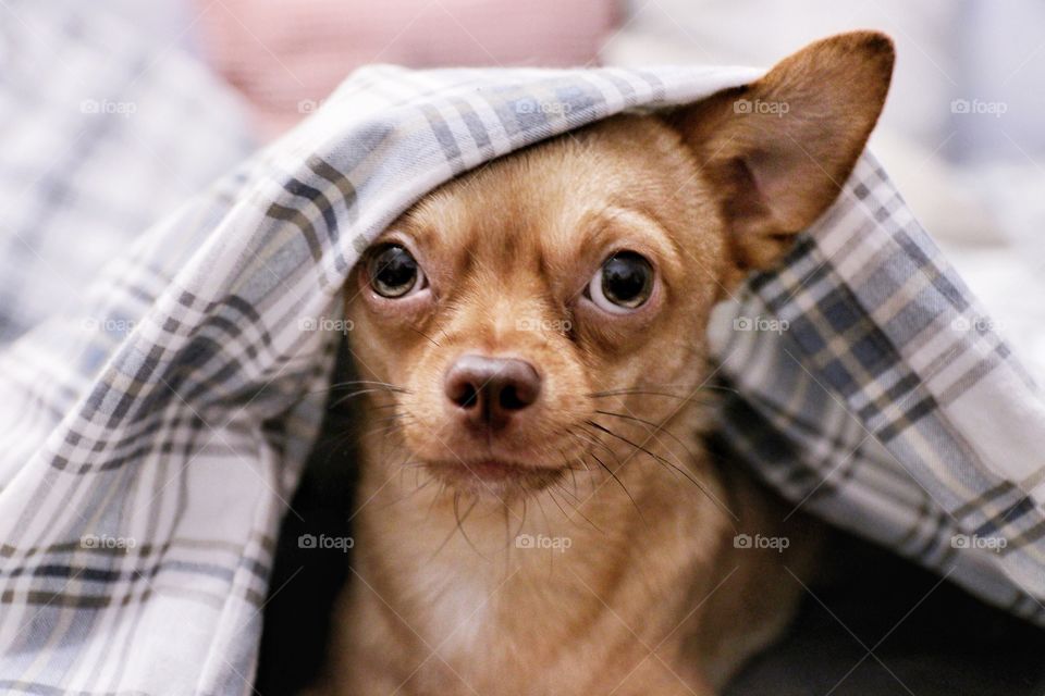 little dog looks out from under the blanket