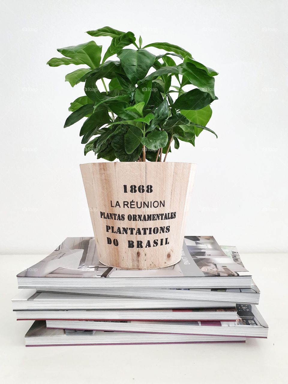 Coffea arabica plant