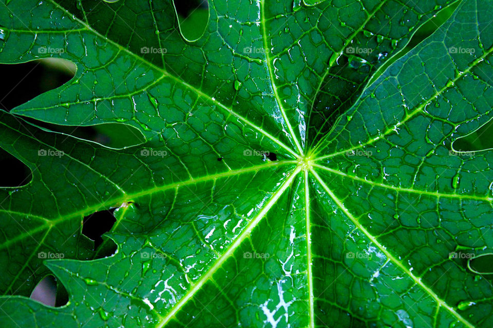 Leave after the rain