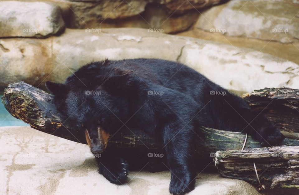 Black Bear