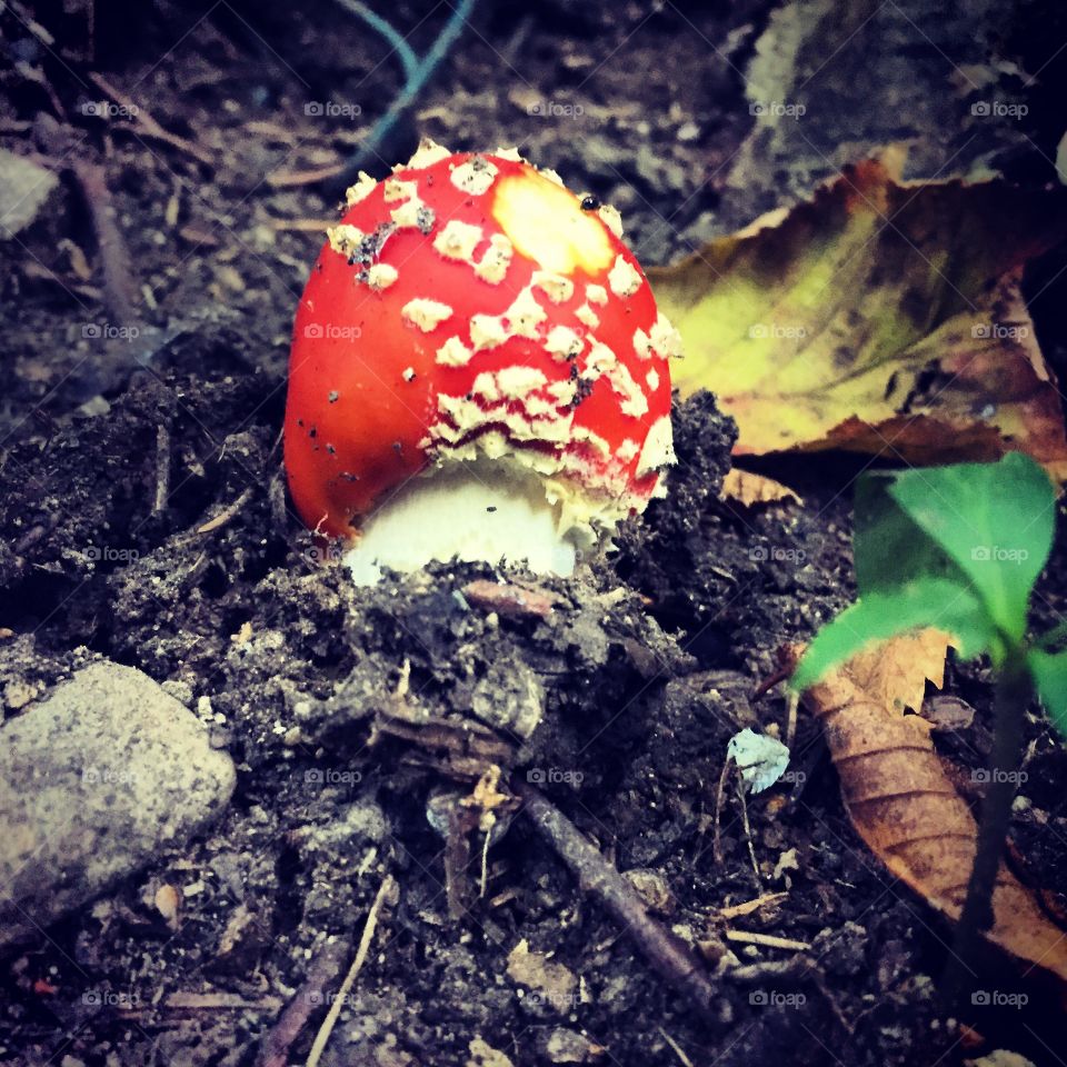 Nature. Mushroom