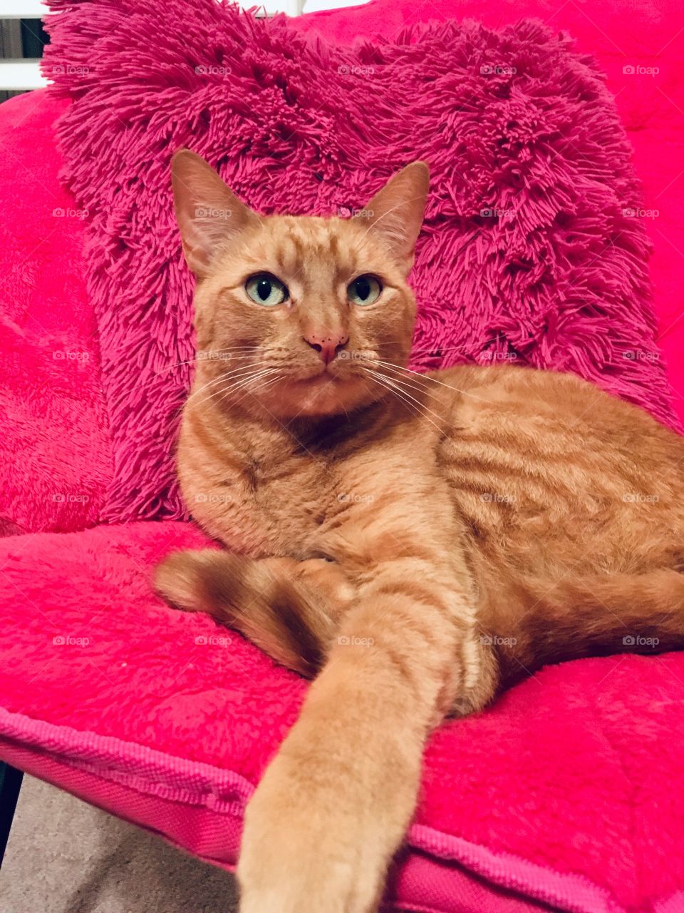 Ginger kitty sitting pretty on a pink chair 