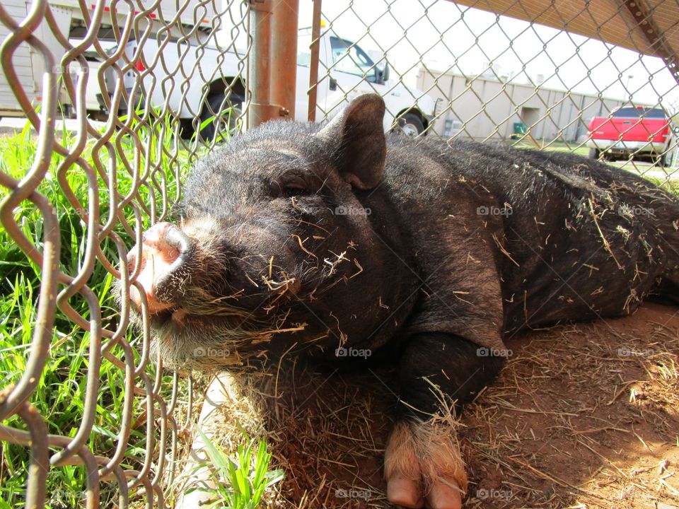 Nap Time for Pigs. Pig laying around waiting for diner