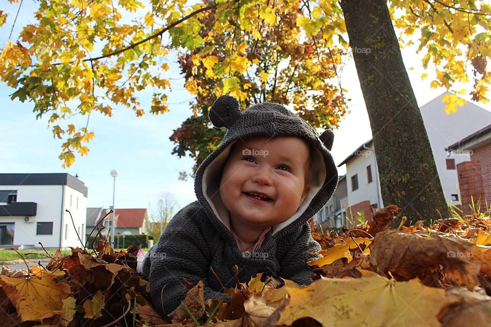 Fall, Maple, Leaf, Thanksgiving, Park