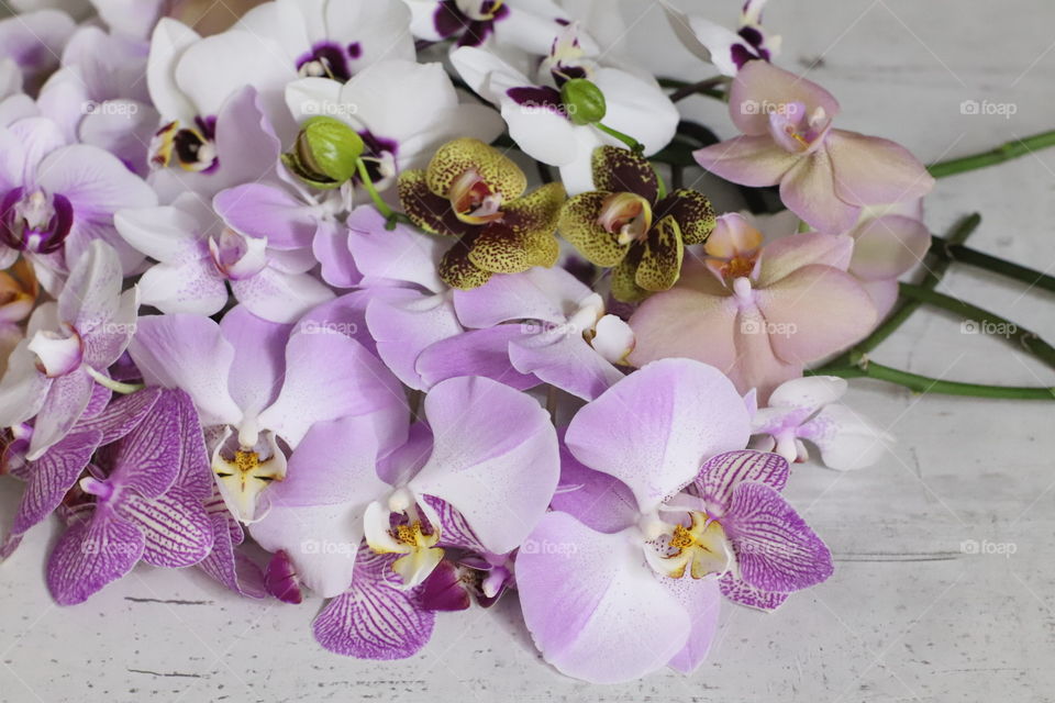 Orchids 