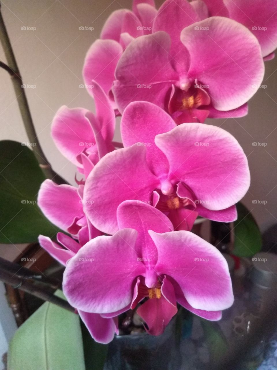 las orquídeas parte de nuestra naturaleza.