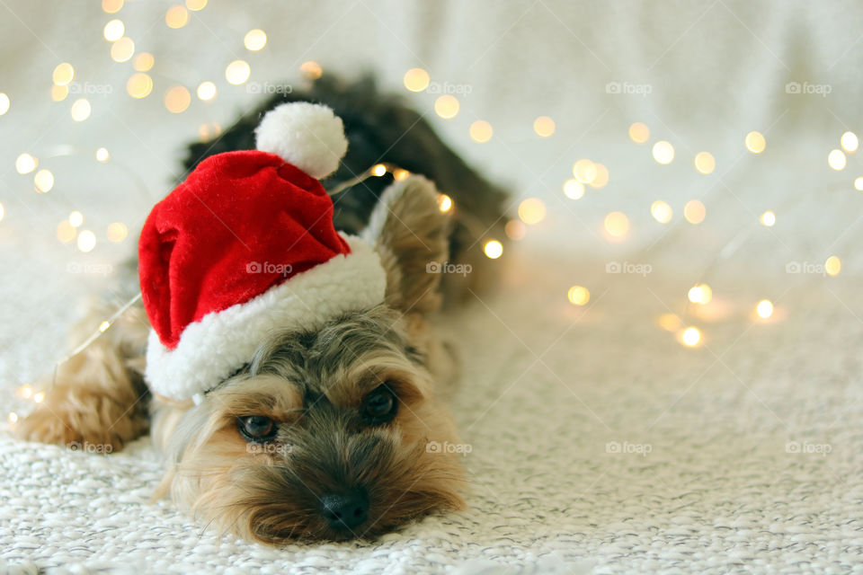 Yorkie Dog in Christmas