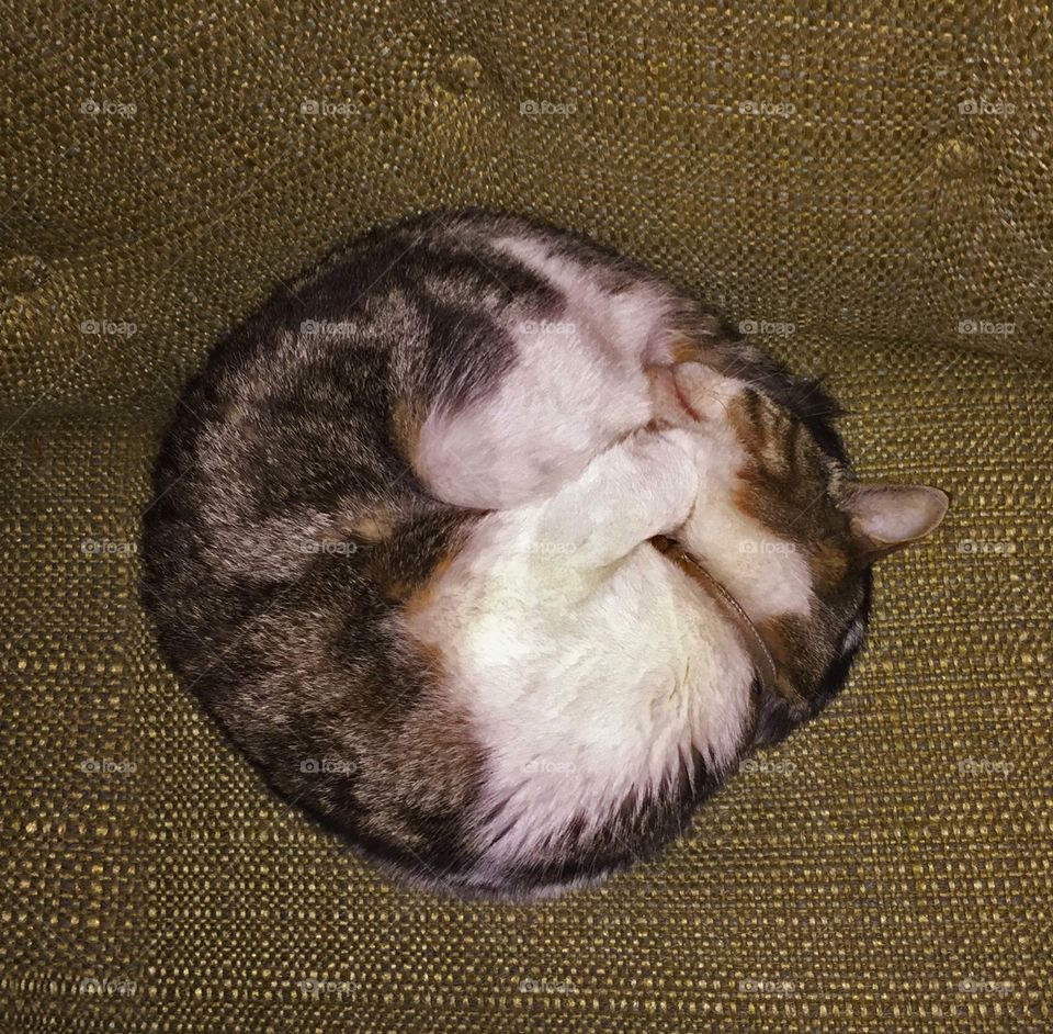 Rosie the cat curled up on a vintage chair.