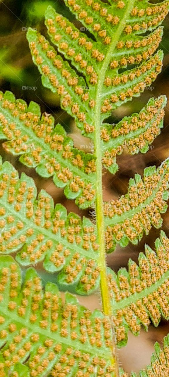 Beautiful fern leaves with spores