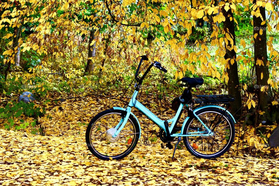 Yellow folige in september