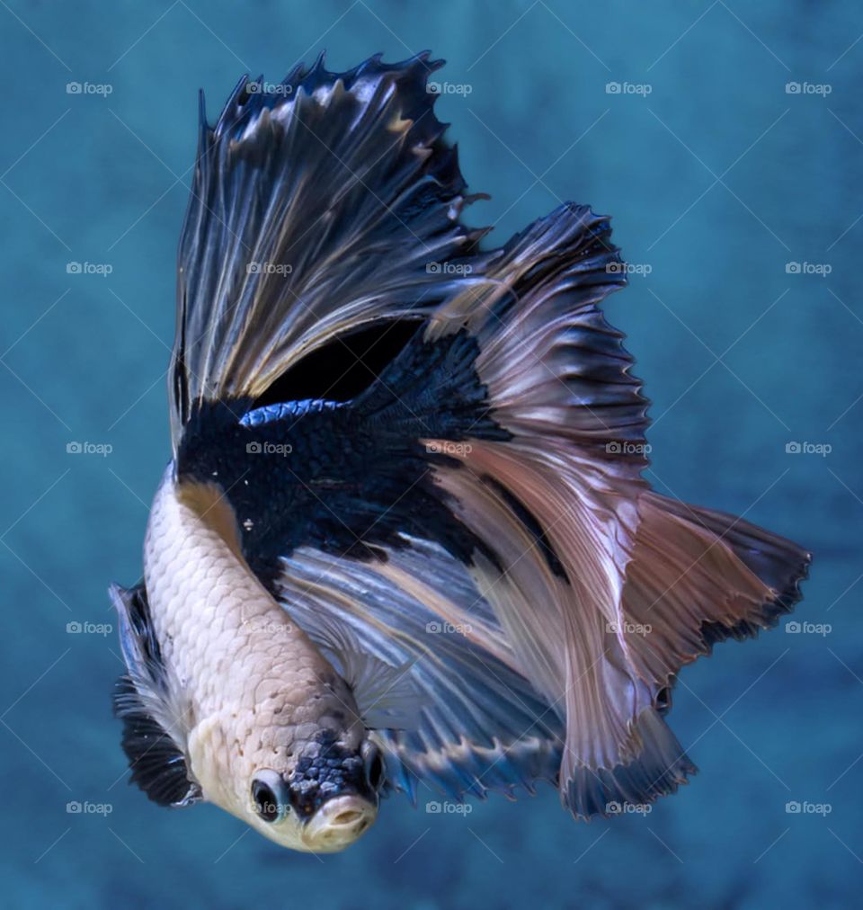 Beautiful and cute fish