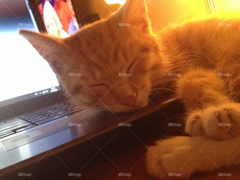 Sleeping kitty on laptop