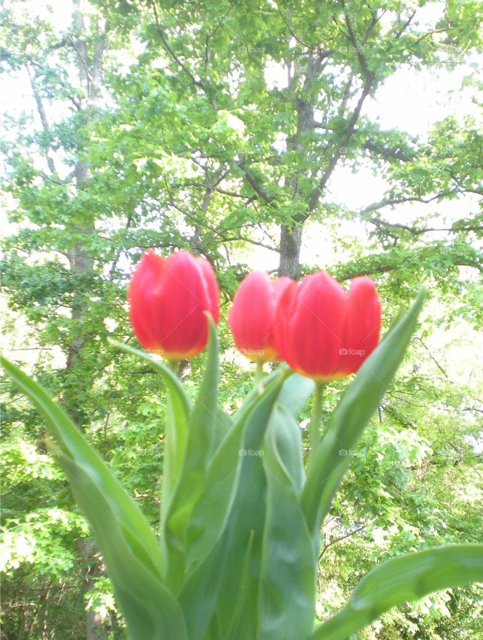 tulips and trees. contrast shot of tulips and large trees