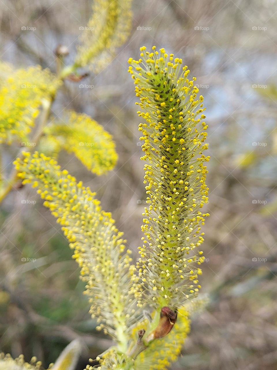 nature's spring in the middle of winter