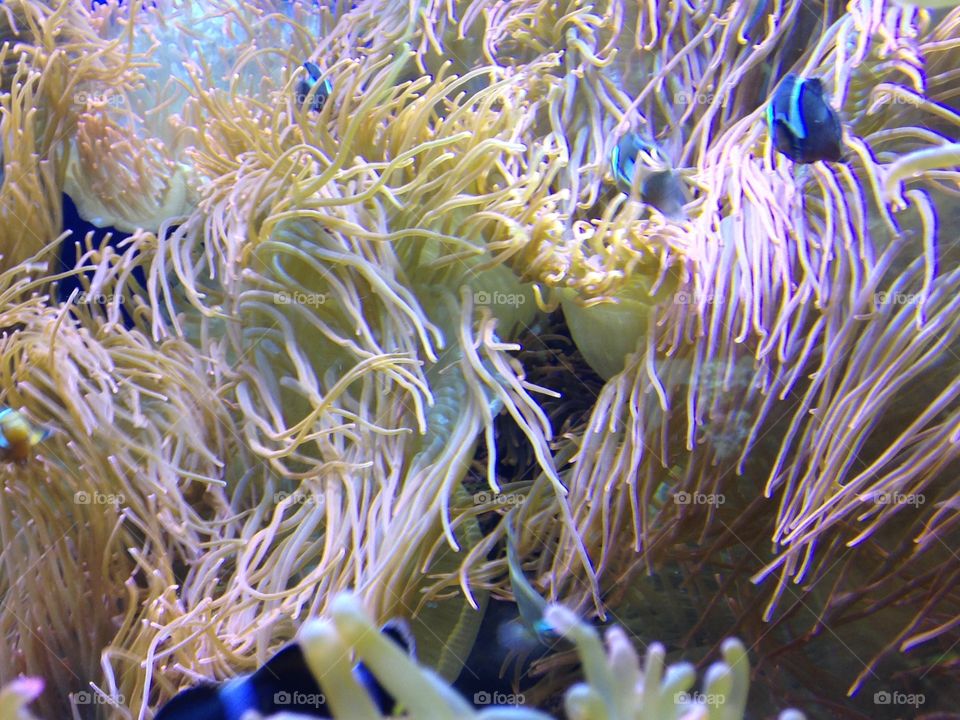 anemone sea. Fish hiding in sea anemone.