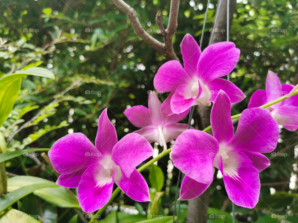 Thai orchid flowers in the garden.