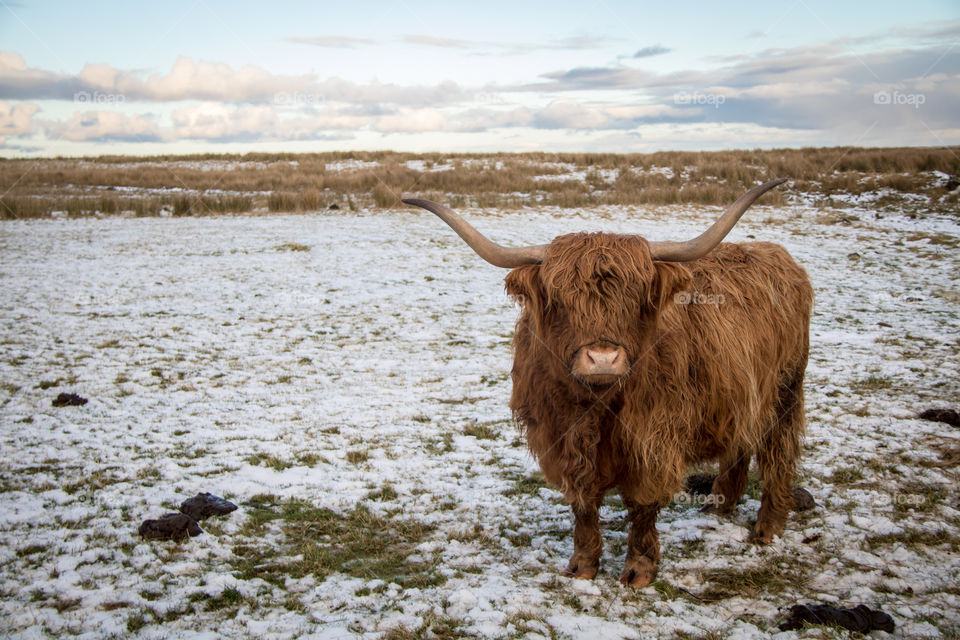 Highland cow 