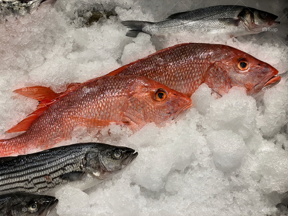 Fish on ice