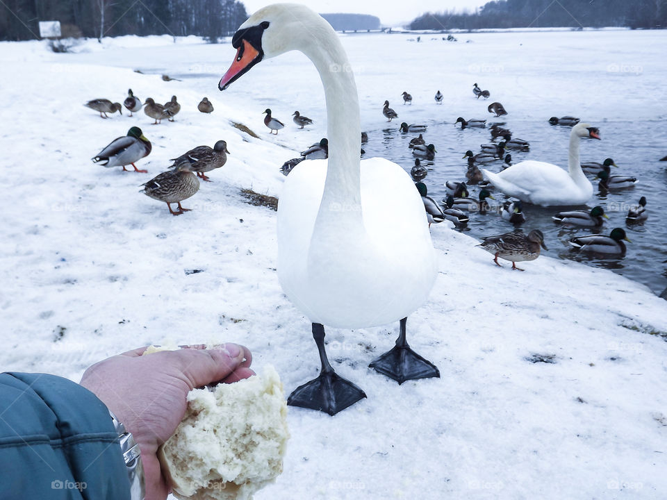 A man is feeding from a swan's hand