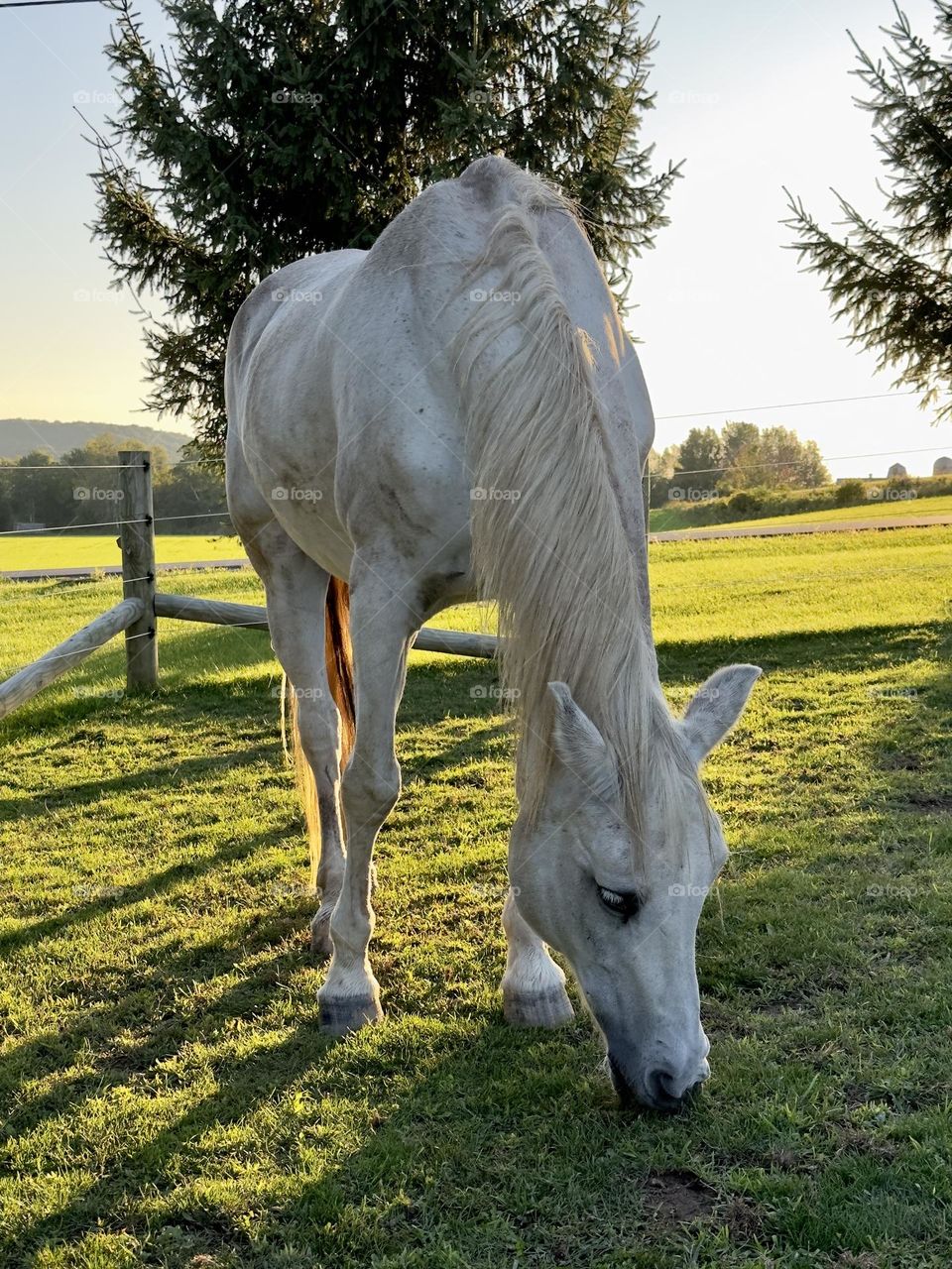 An aging gray Arabian horse grazes as the sun begins its descent and the shadows grow long.