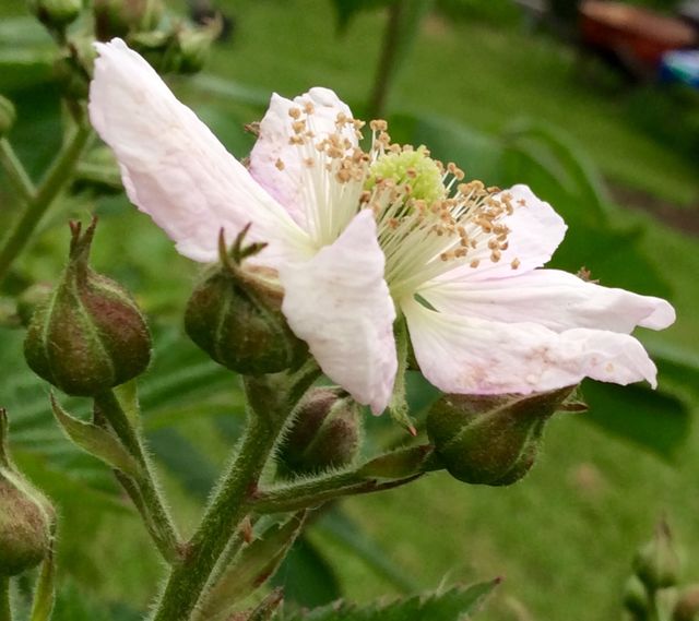 Wild Rose