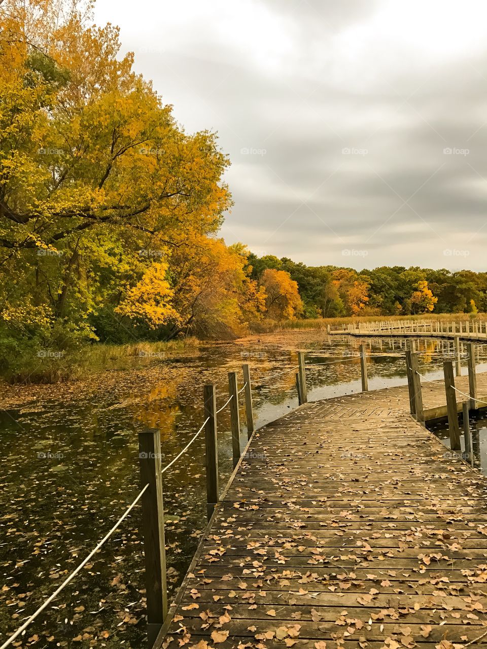 Scenic view of autumn trees