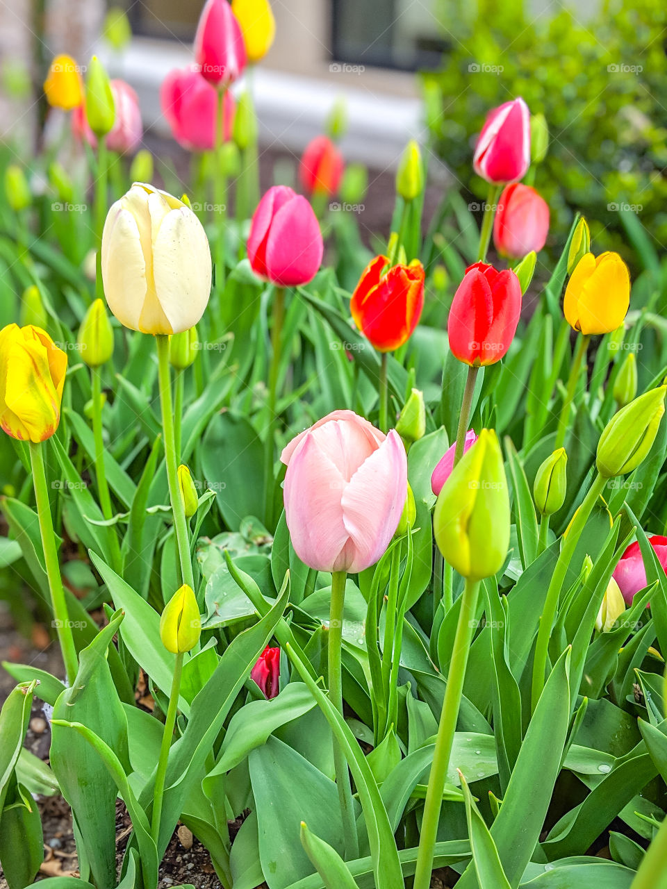 Vibrant, Bright, and Colorful Tulips