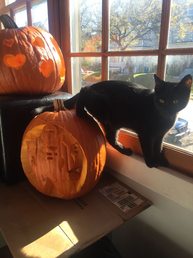 Spooooooky kitty