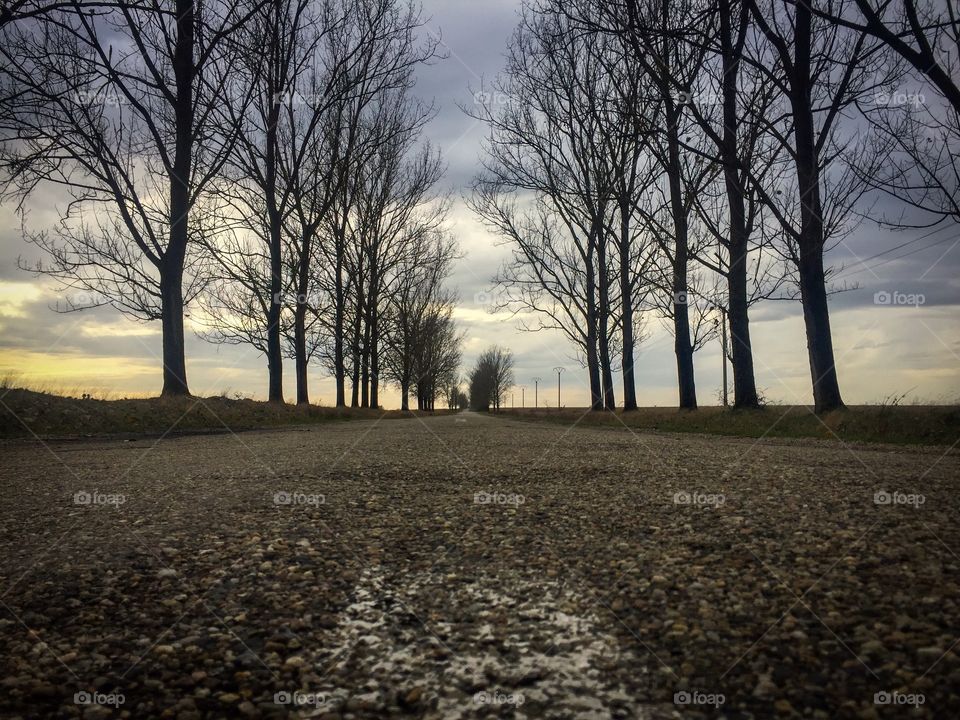 Horror road with leafless trees