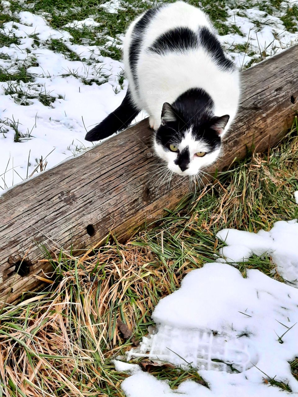 B&W cat ready to jump for a pray