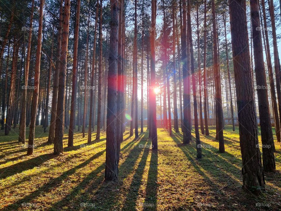 Forest sunshine