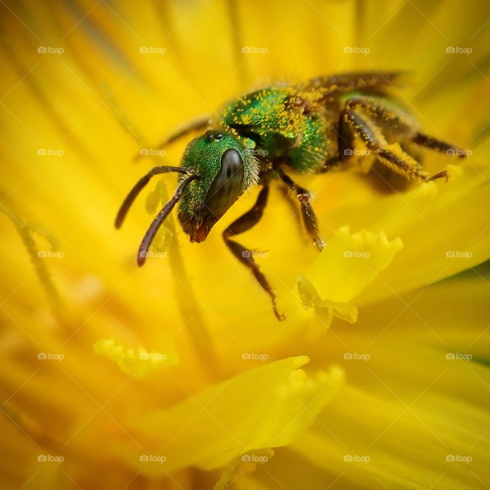 Metallic green sweat bee pollinating bright yellow dandelion flower in the backyard