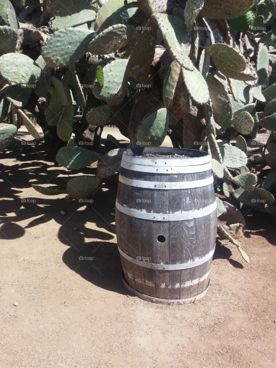 barrel and cactus