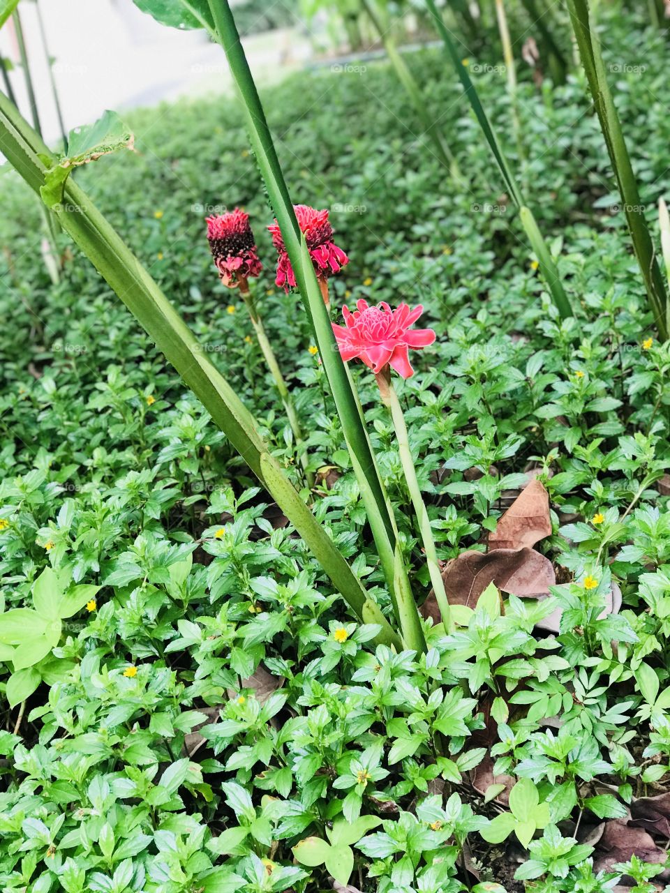 A pink flowers 