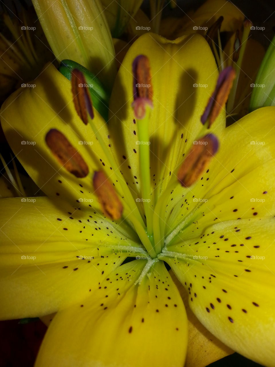 The simple yellow Lily has an unforced gracefulness.
