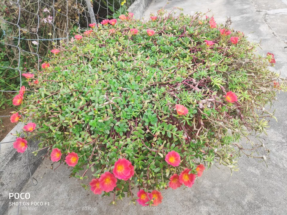 flowers