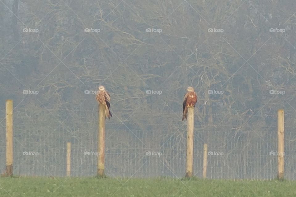 Red kites