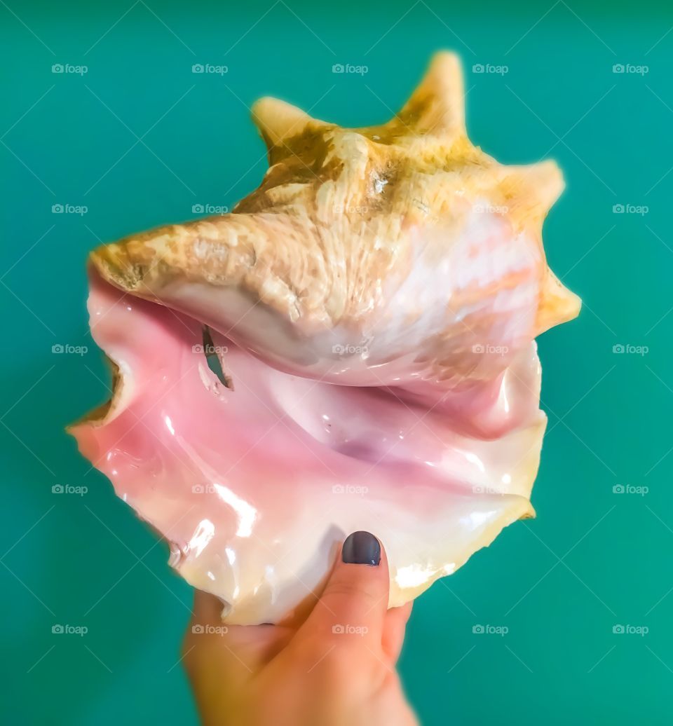 Conch shell and color 