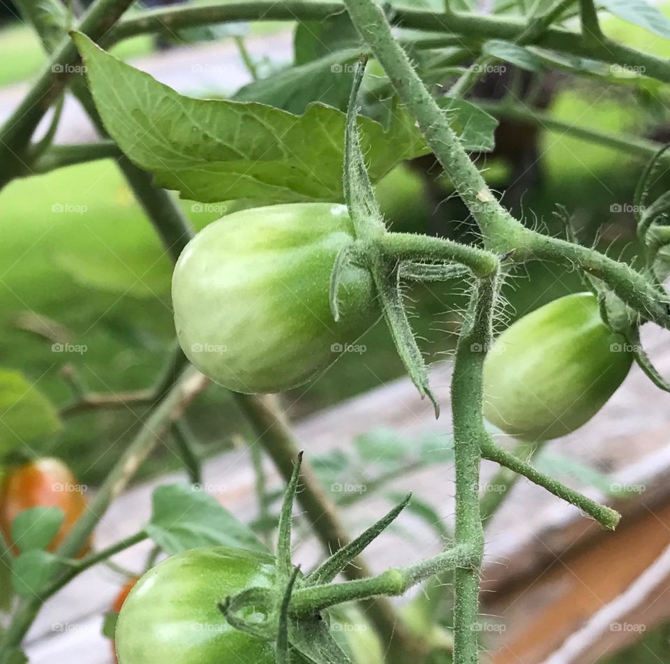 The tiny little tomato plant my sister and I have on our deck in the backyard.