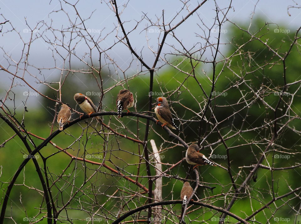 Six individue of zebra finch perch at the bushes. A lowland interest to the site where's not far from the sea. Here's the small group from large number finches and munia to the season. As going on plane to keep for the reunion bird in a family.