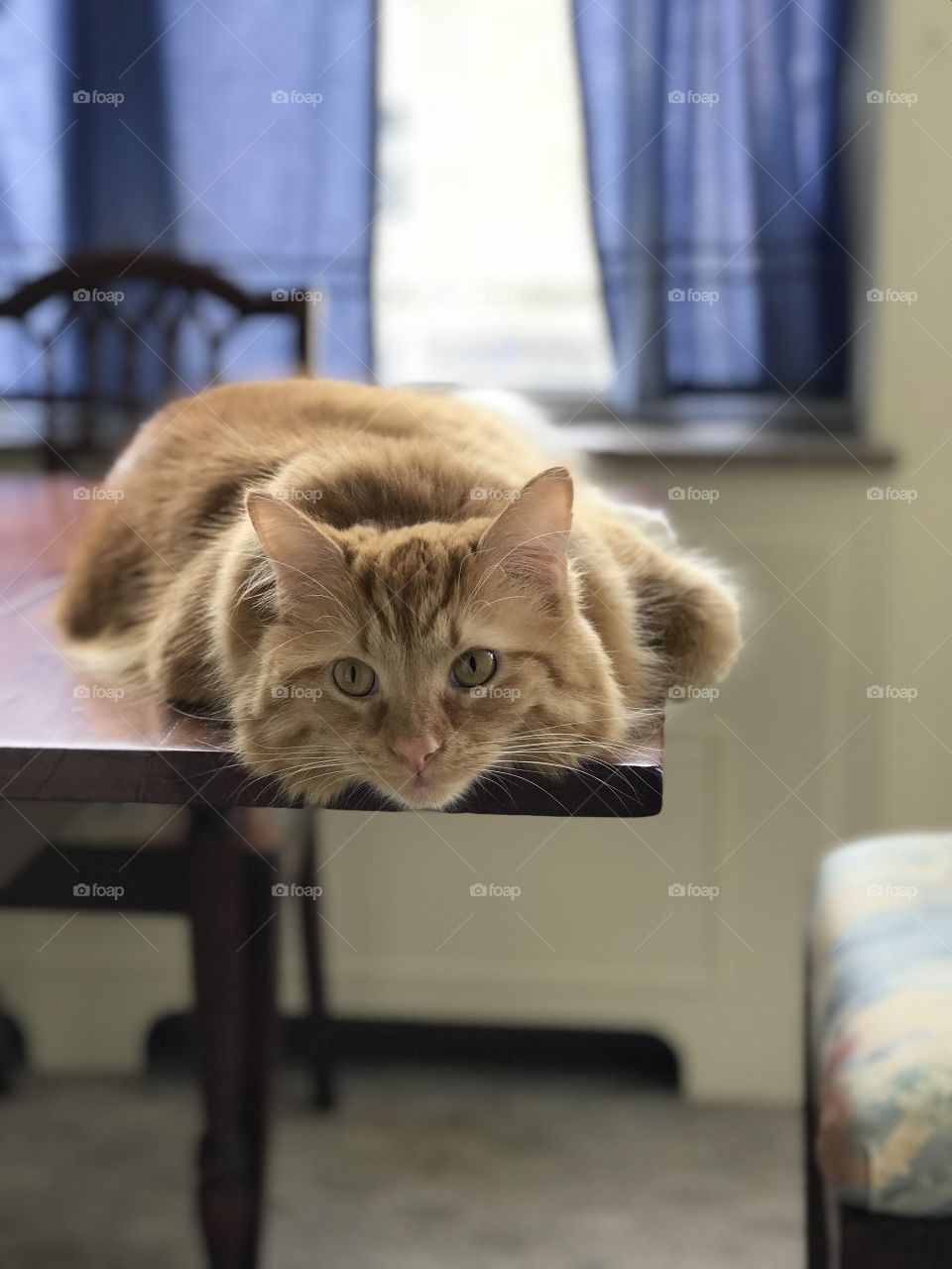 Cute Maine coon cat on a table head down