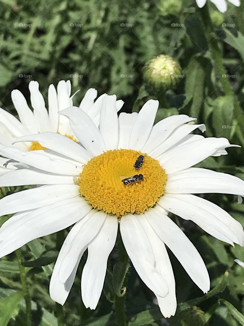 Two bugs on a daisy 